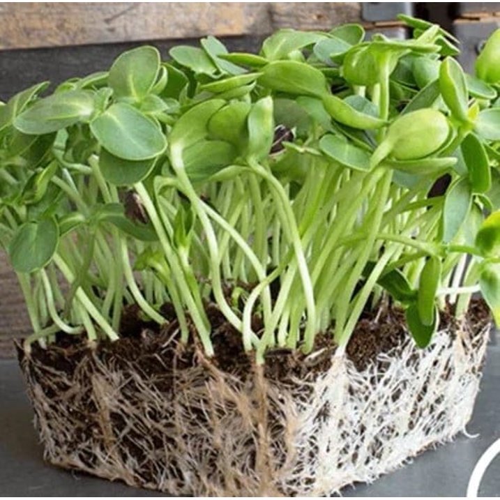 Sunflower Microgreen Growing Kit by Creator Wellness, All-in-One Kit