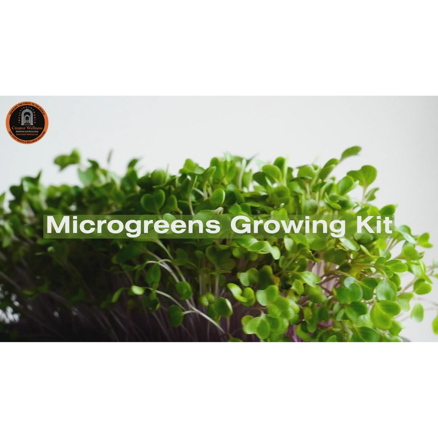 Sunflower Microgreen Growing Kit by Creator Wellness, All-in-One Kit