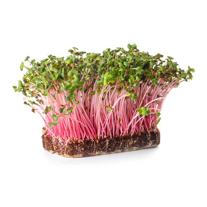 Radish Microgreen Growing Kit by Creator Wellness, Quick Harvest in 10 Days