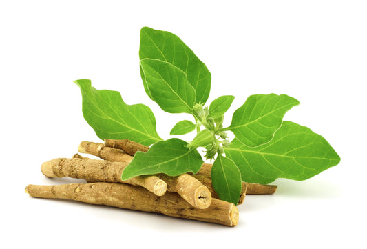 Ashwagandha: An Ancient Herb with Modern Health Benefits