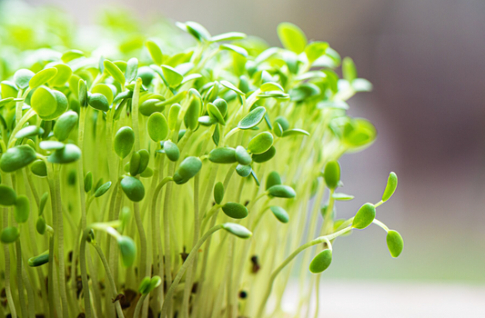 The Green Revolution: How Growing Microgreens Elevates Your Health