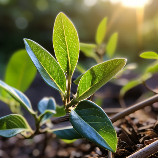 The Incredible Benefits of Ashwagandha for Men's Health