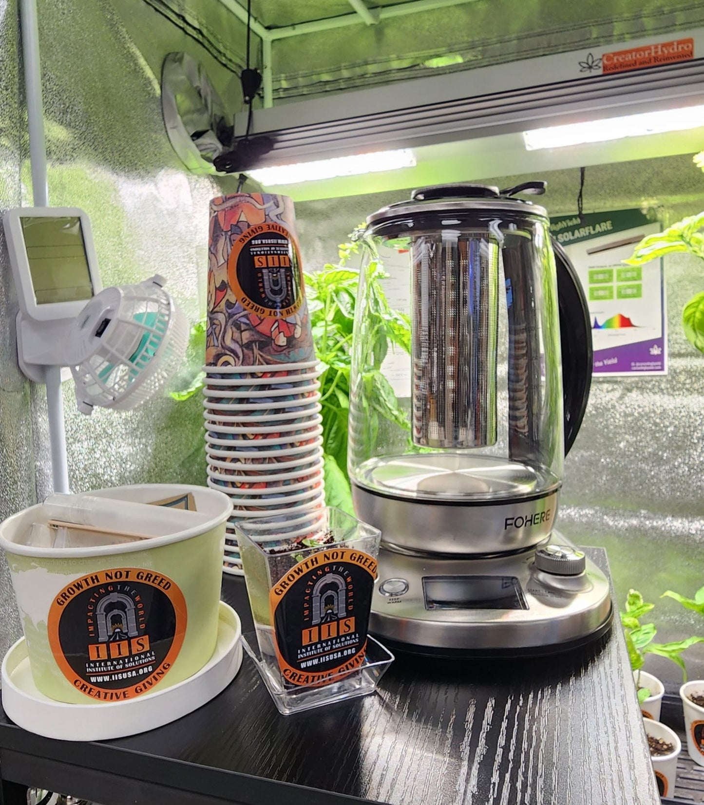 Tulsi (Holy Basil) Home-Grow Kit