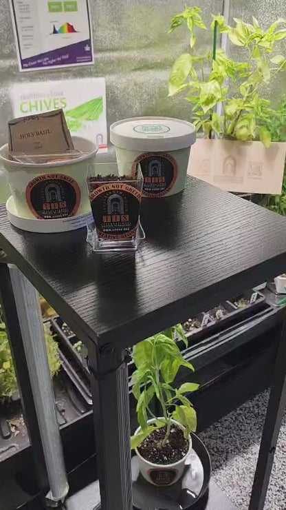 Tulsi (Holy Basil) Home-Grow Kit
